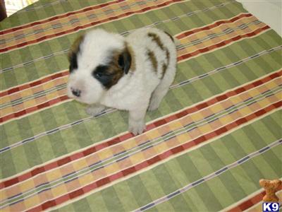 Saint Bernard Puppies for Sale